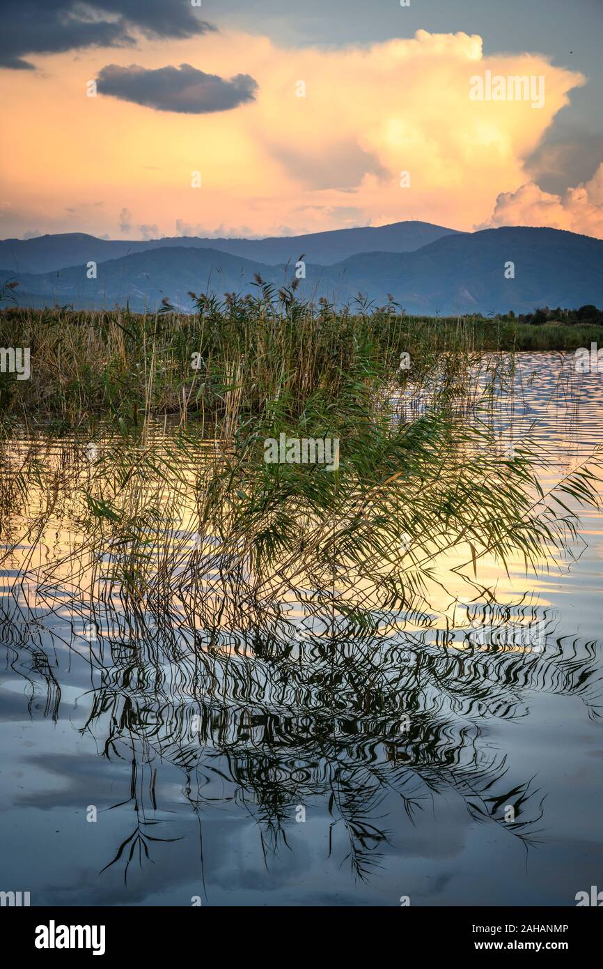 Looking across the reed beds at Mikri Prespa lake at sunset, Macedonia, Northern Greece. Stock Photo