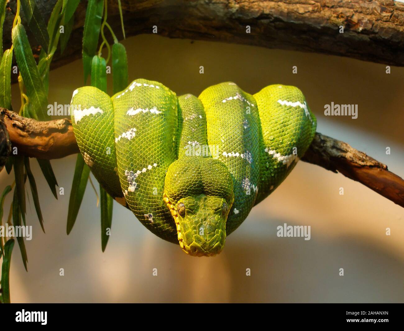 Adult Green Tree Python saddled on a tree branch Stock Photo - Alamy