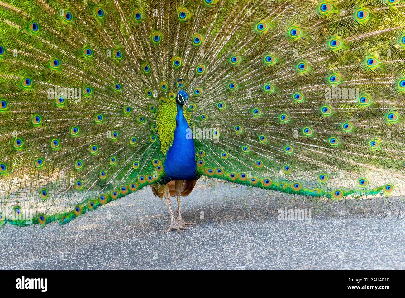 Indian peacocks hi-res stock photography and images - Alamy