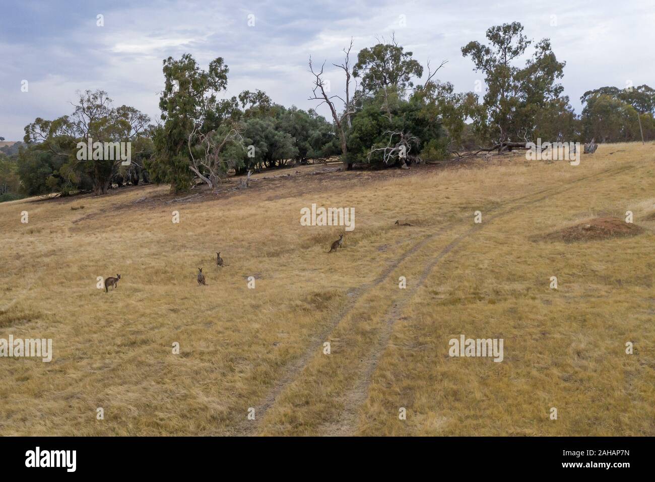 A small mob of Kangaroos on dry brown grass in the Australian outback Stock Photo