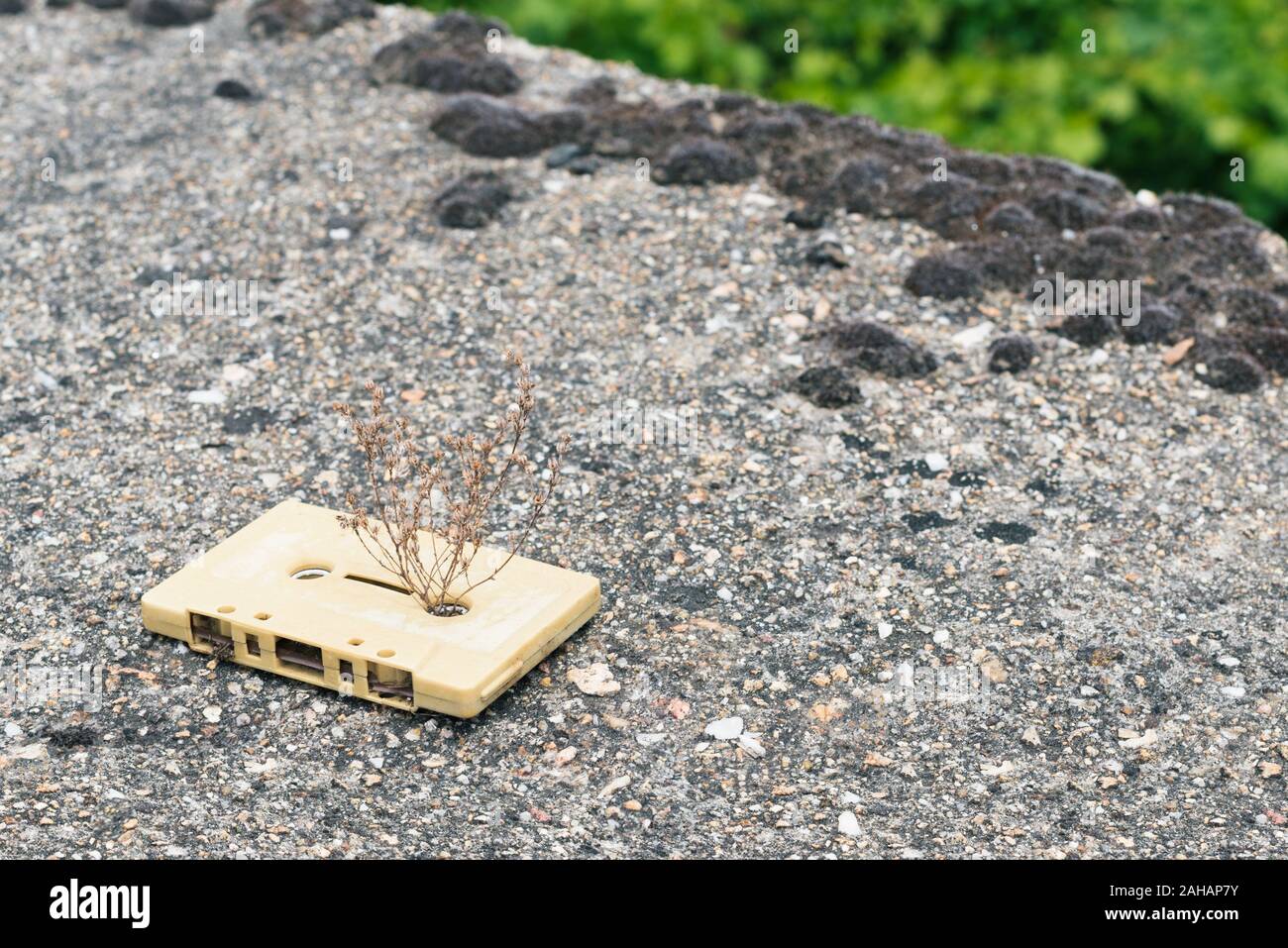 A cream vintage cassette tape from the 1980s era (obsolete music technology) with the grass grew through Stock Photo
