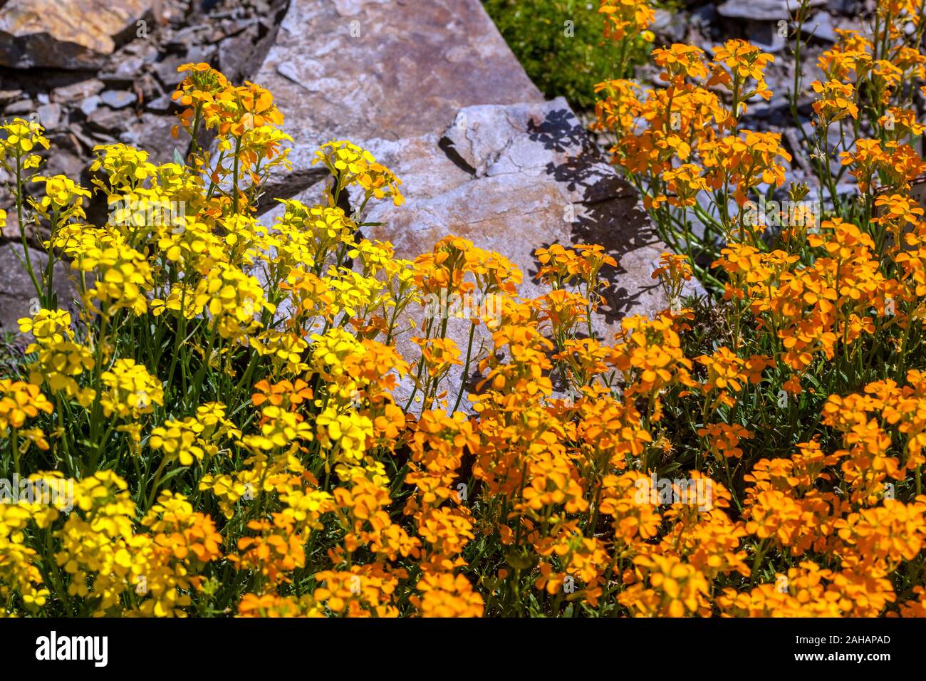 Wallflower Erysimum 'Orange Flame' Erysimum Orange flowers Garden Rockery Alpine Plants Spring Sunny Scene Stone May Dry Rock Garden Place Blossoms Stock Photo