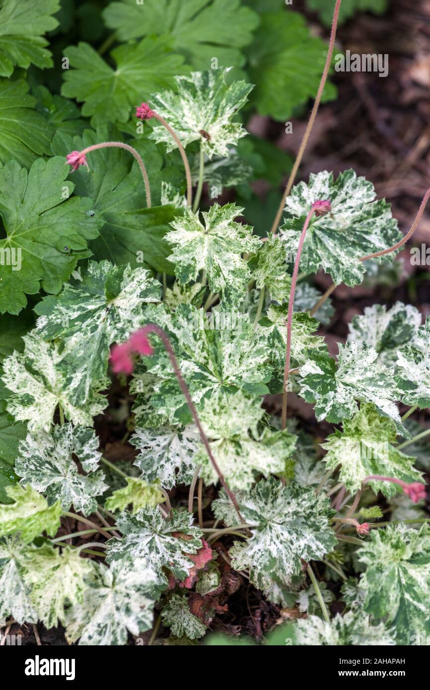 Coral Bells Heuchera sanguinea 'Snow Angel' Stock Photo Alamy