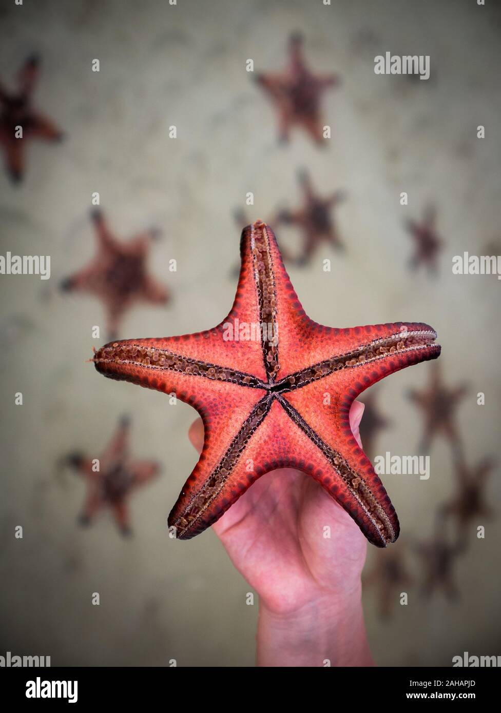 Female hand holding starfish with plenty of starfishes in background Stock Photo