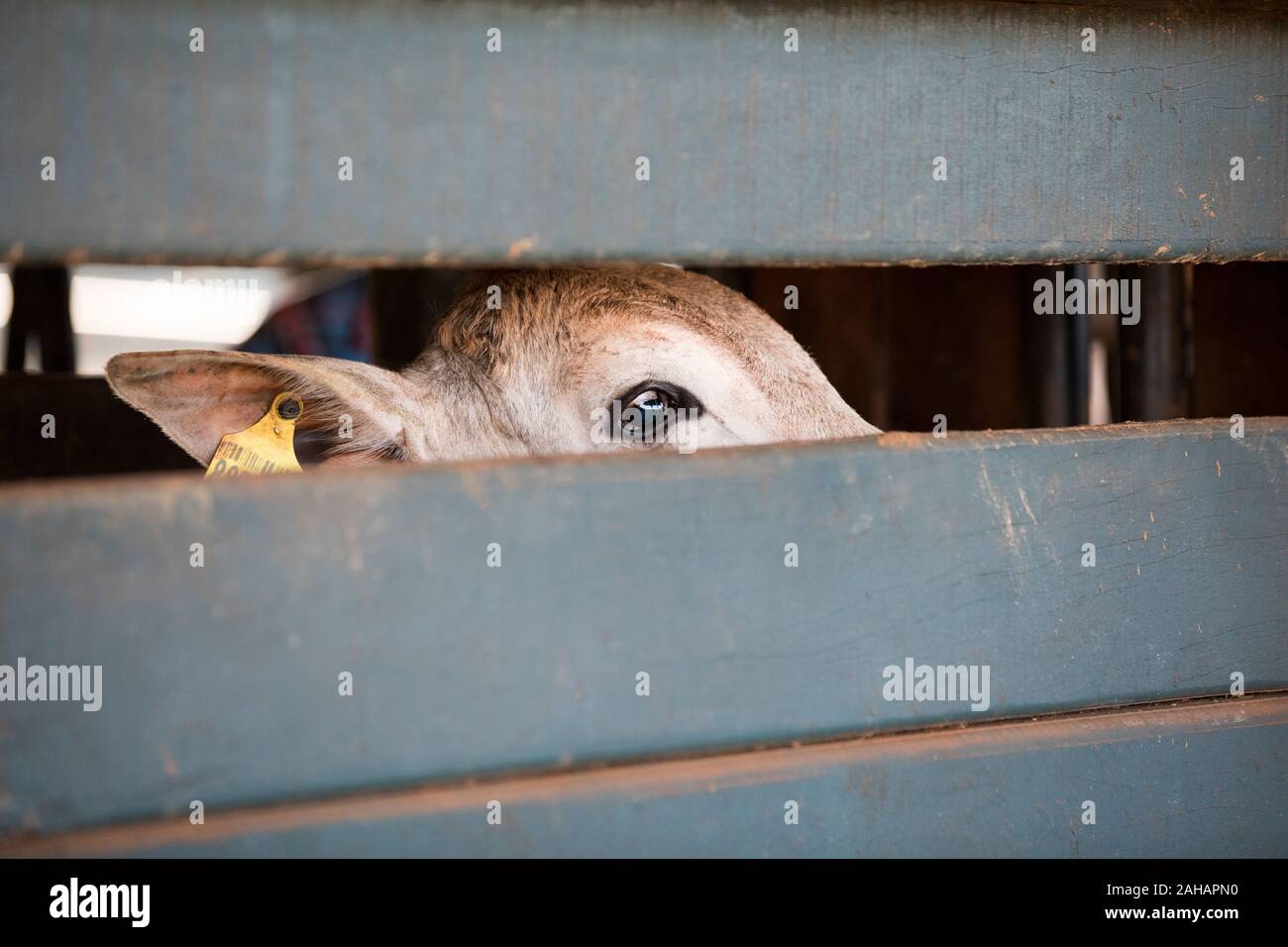 A cow, about to be branded - afraid Stock Photo