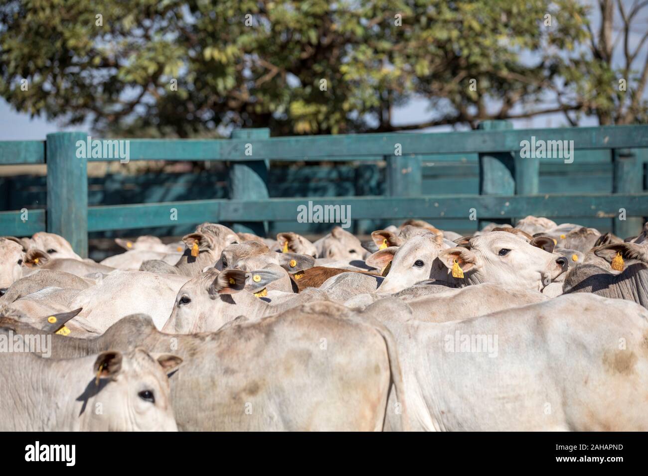 a herd of cattle about to be branded Stock Photo