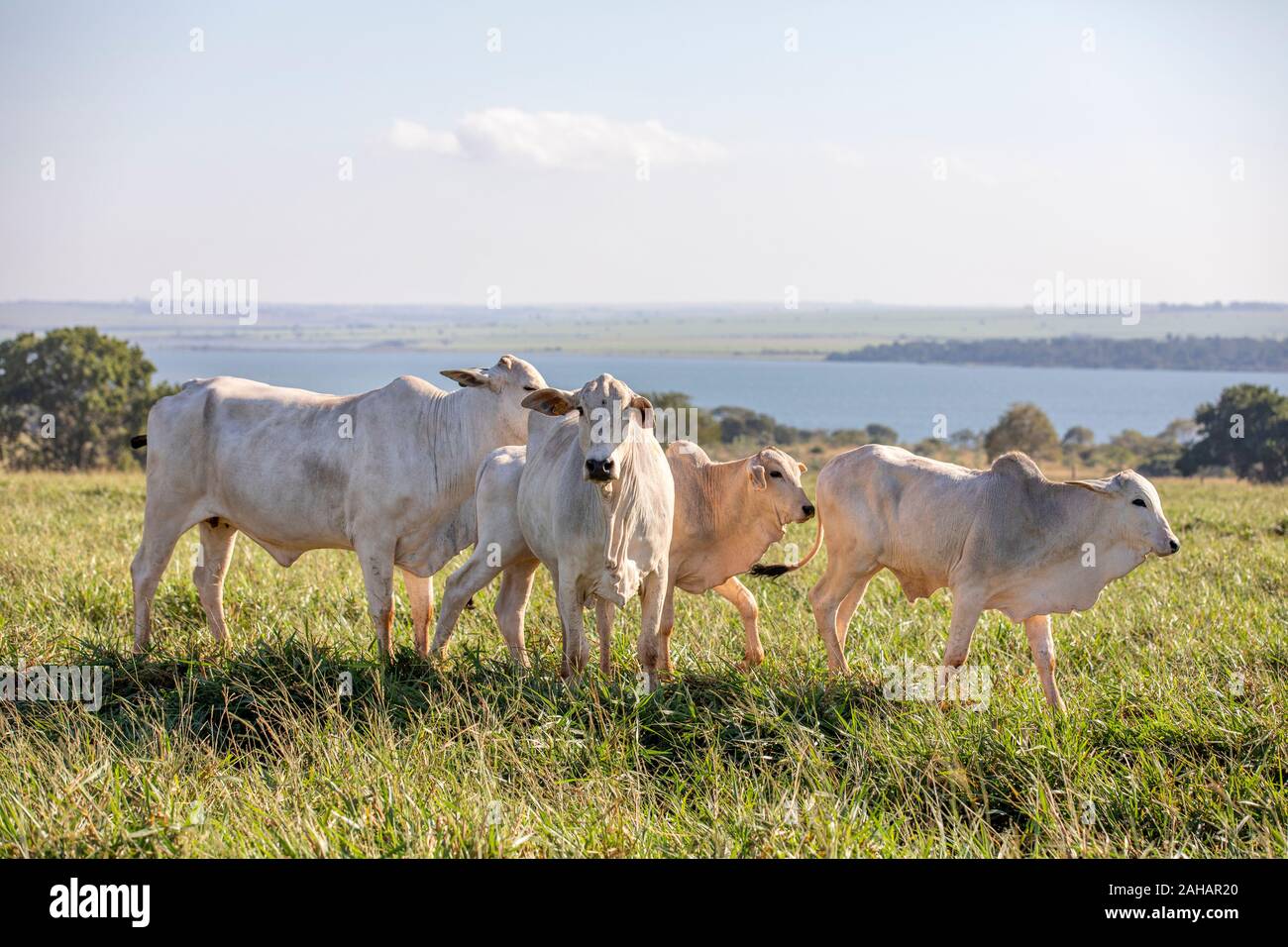 Nelore Cows on the meadow in Parana, Brazil Stock Photo