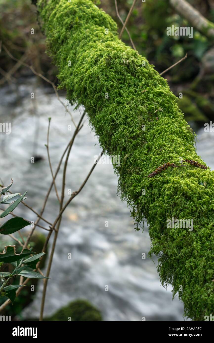 Old tree trunk covered hi-res stock photography and images - Alamy
