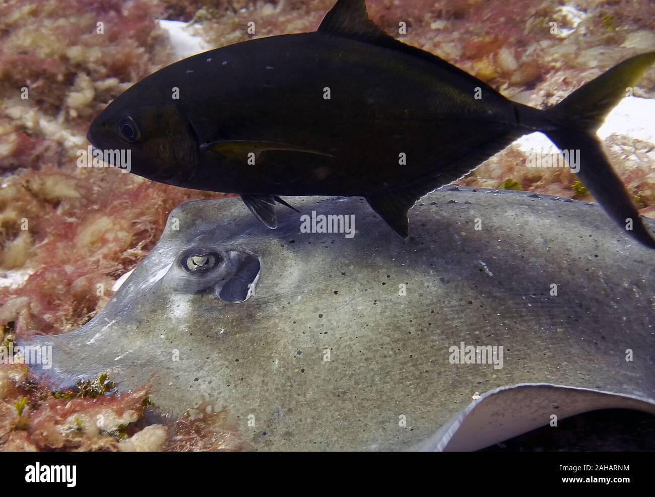 A Southern Stingray (Hypanus americanus) searching for food Stock Photo