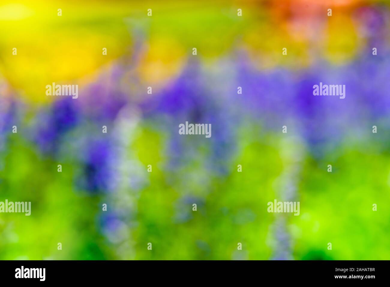 Abstract Colors Purple Yellow Green Blue Red Orange Violet Blur Flower Colorful Nature For Background Stock Photo Alamy Abstract Colors Purple Yellow Green Blue Red Orange Violet Blur Flower Colorful Nature For Background Stock Photo Alamy