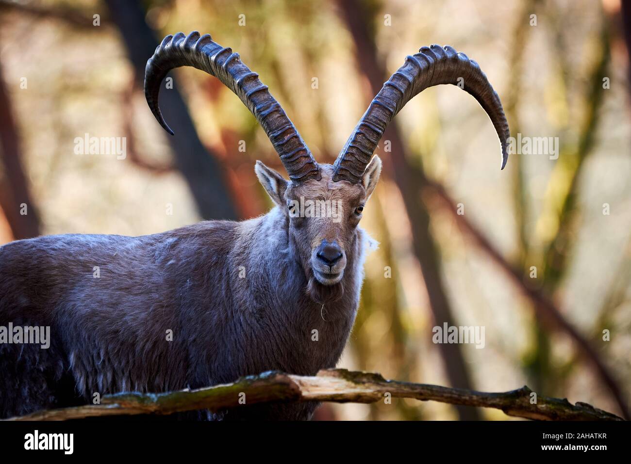 Alpine Ibex Male in the forest (Capra ibex) Stock Photo