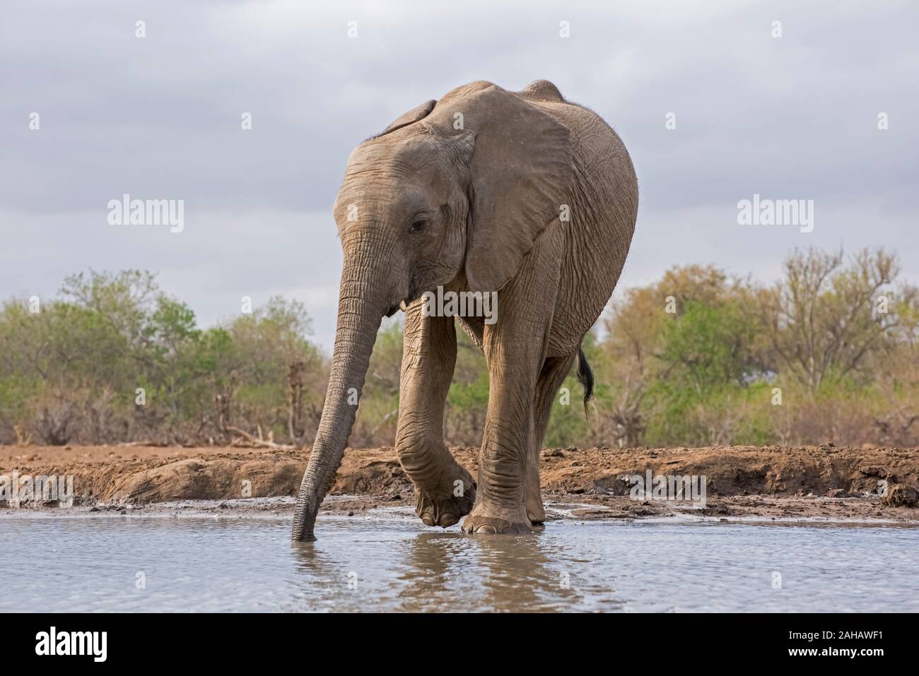 Young Calf Elephant Drinking at the Waterhole in Botswana, Africa Stock Photo