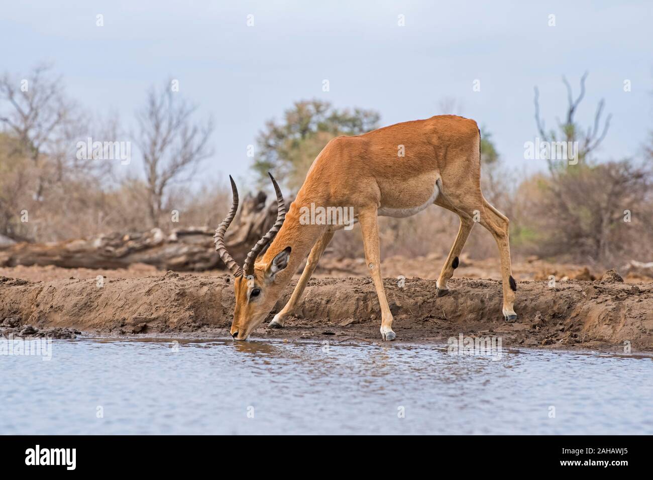 Male Impala Drinking at the Waterhole in Botswana, Africa Stock Photo