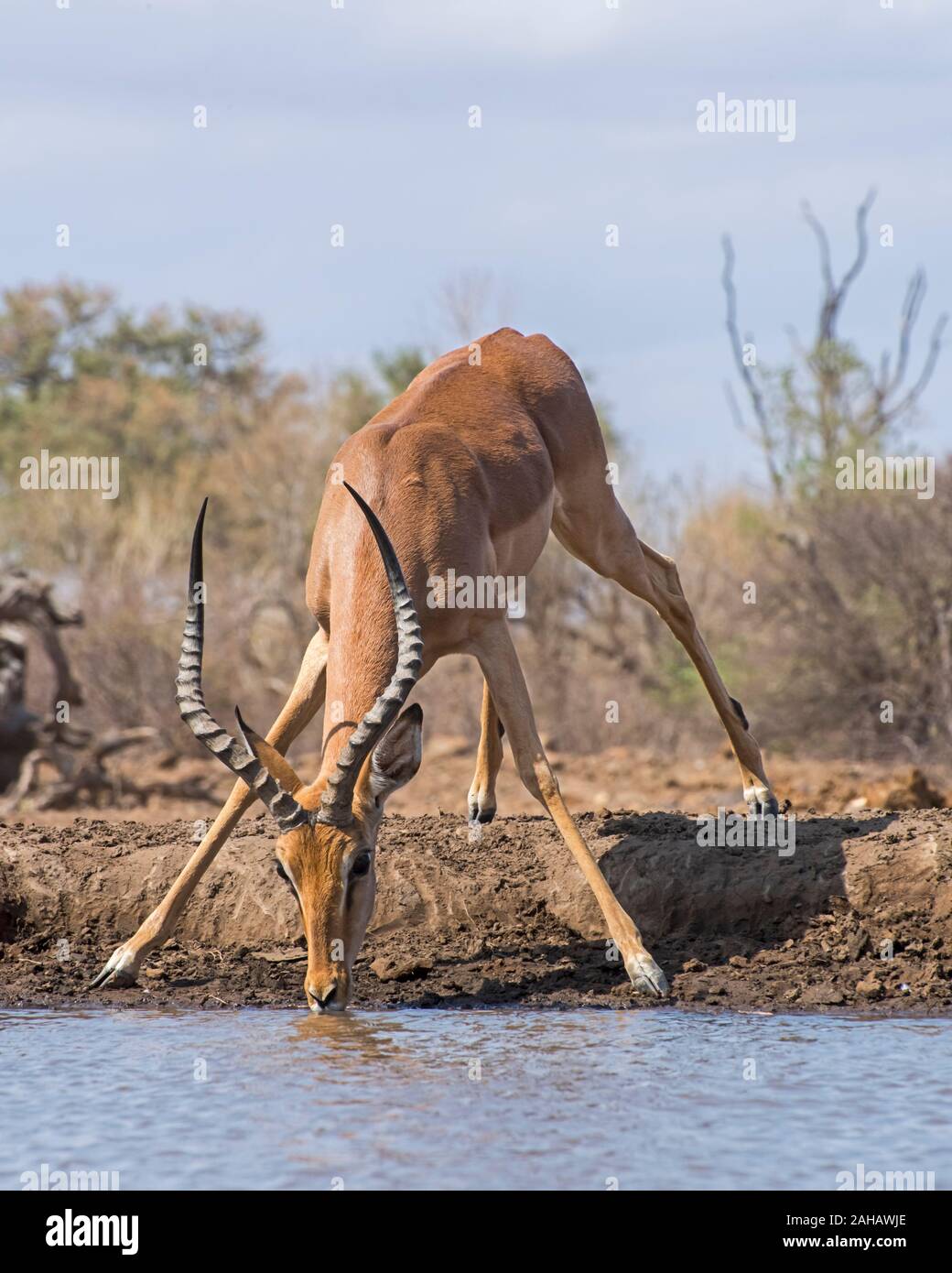 Male Impala Drinking at the Waterhole in Botswana, Africa Stock Photo