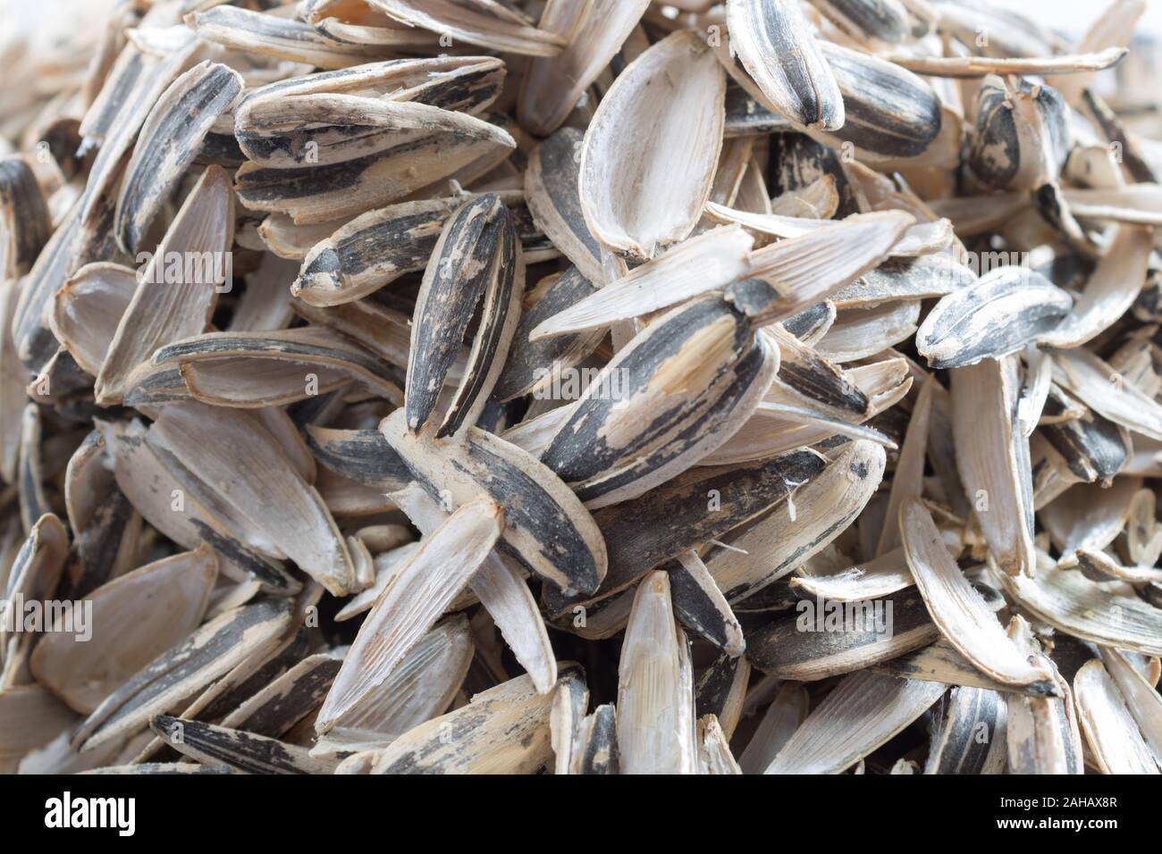 Closeup pile of husk from sunflower seeds on white background Stock