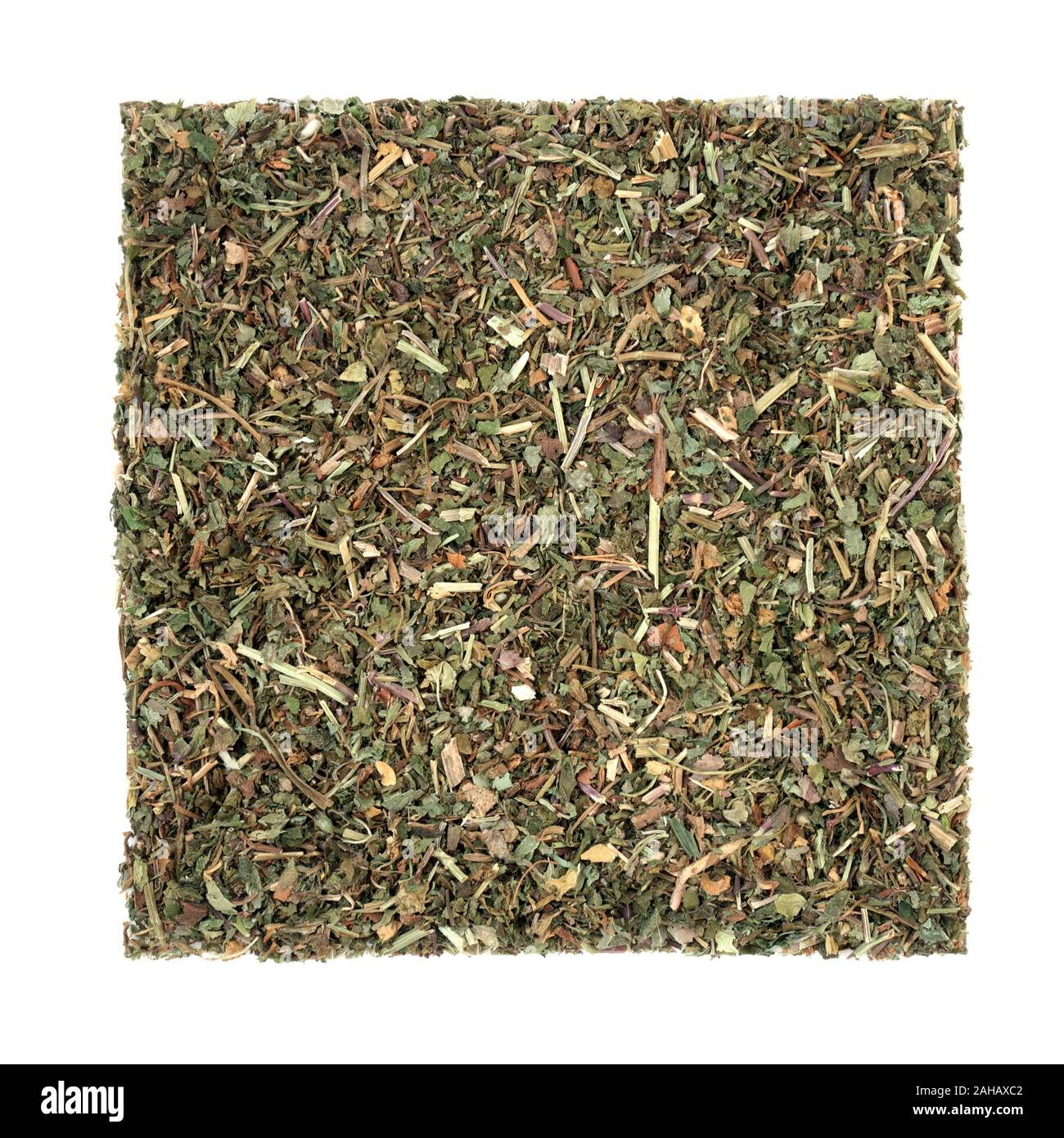 Ground ivy herb leaf used in herbal medicine to treat lung infections