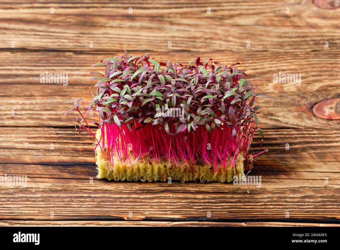 Fresh microgreens. Sprouts of amaranth on wooden background Stock Photo
