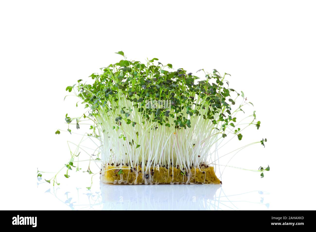Fresh microgreens. Sprouts of mizuna isolated on white. Stock Photo