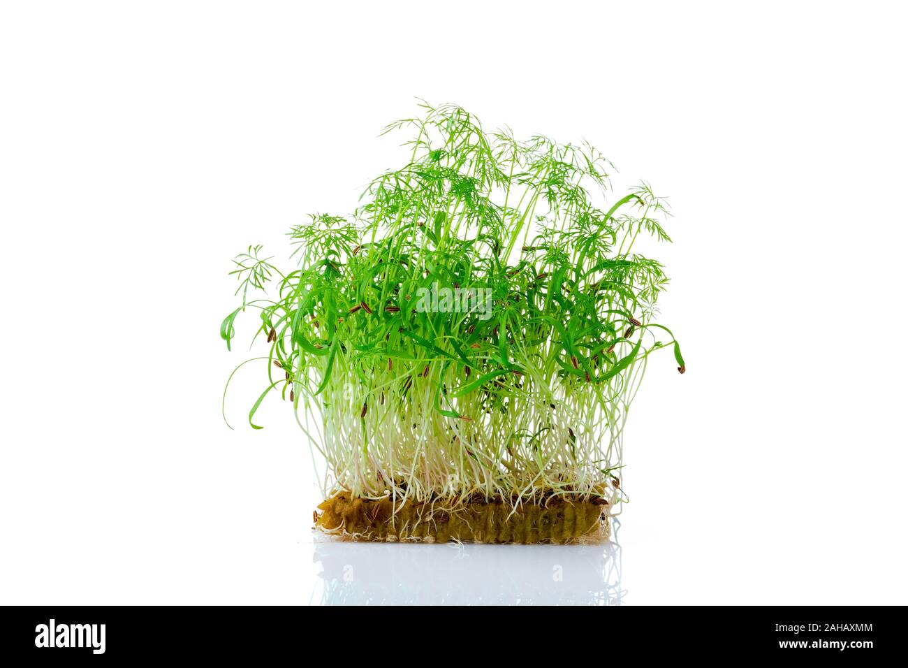 Fresh microgreens. Sprouts of fennel isolated on white Stock Photo Alamy