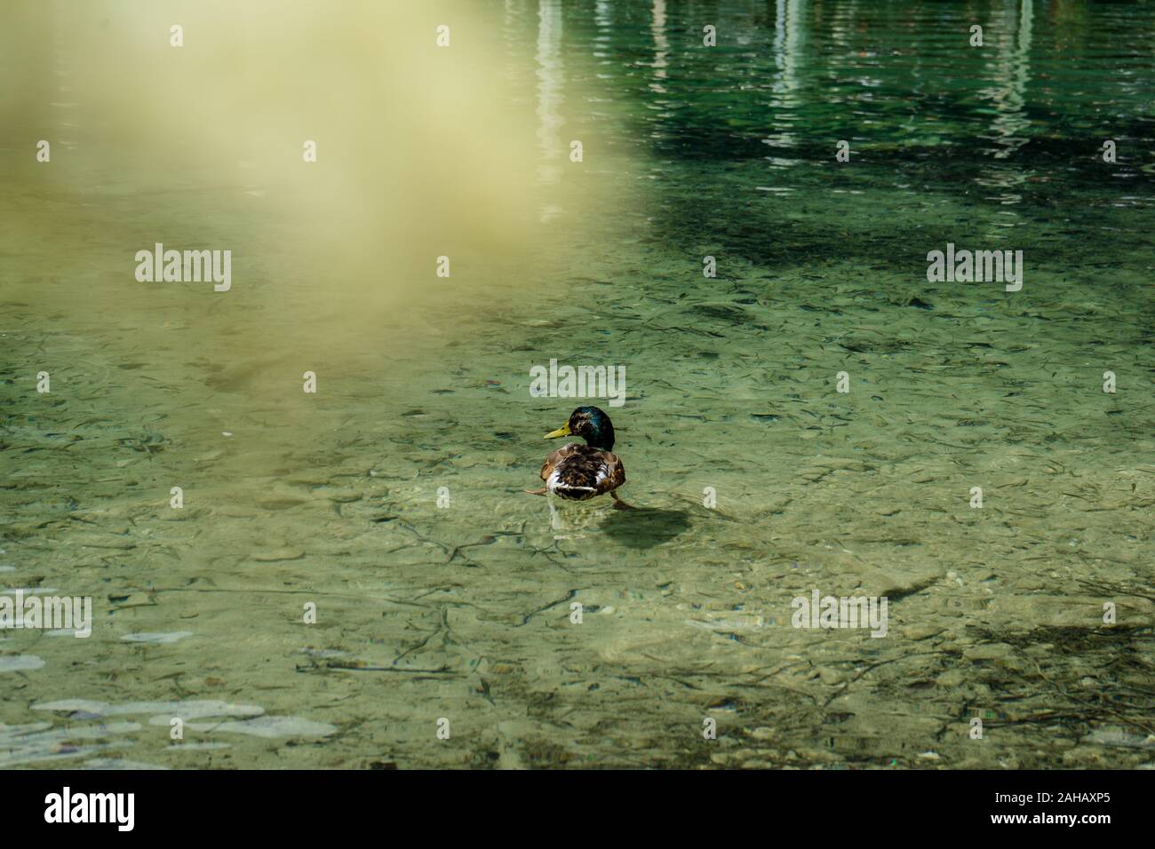 One duck in the lake of the Koenigssee (Königssee) in Bavaria, Germany Stock Photo