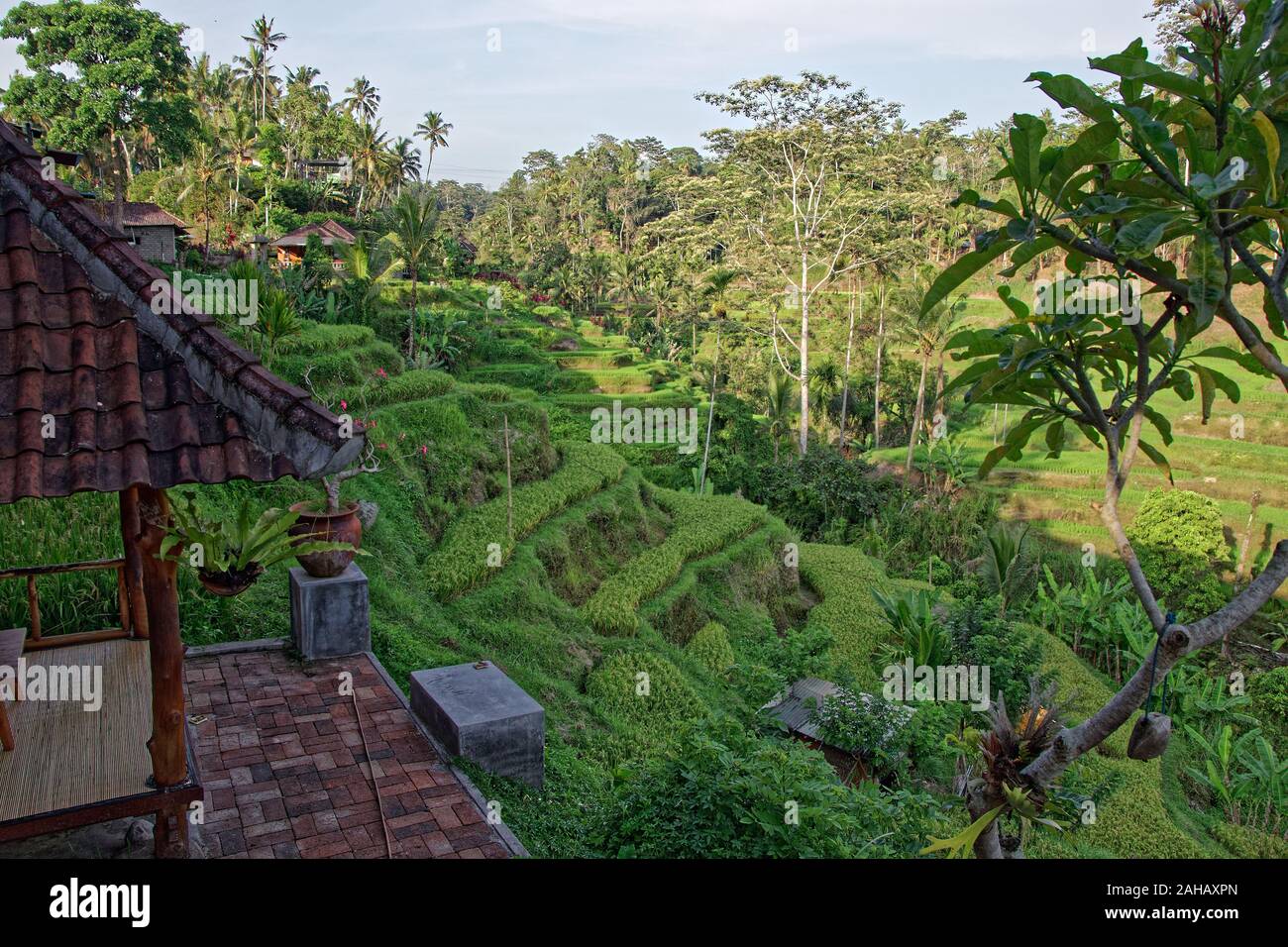 Tegallalang Rice terrace viepoint in Bali, Indonesia Stock Photo