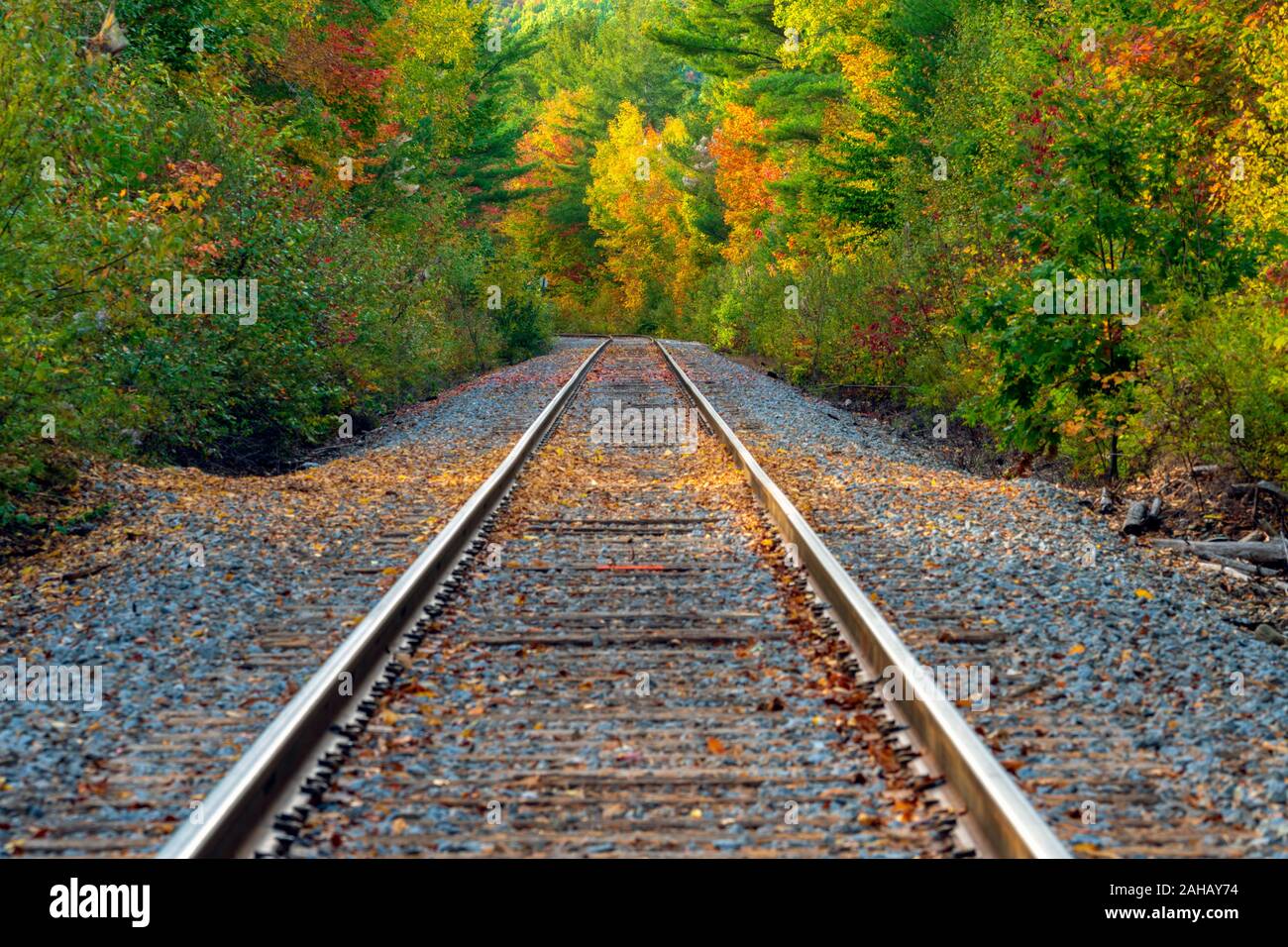 Railway tracks lead into the forest displaying colorful autumn leaves. Stock Photo