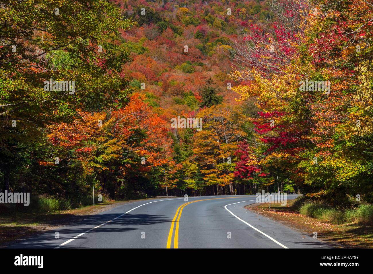 A bend in the road leads into the colorful forest displaying vibrant mountain colors. Stock Photo