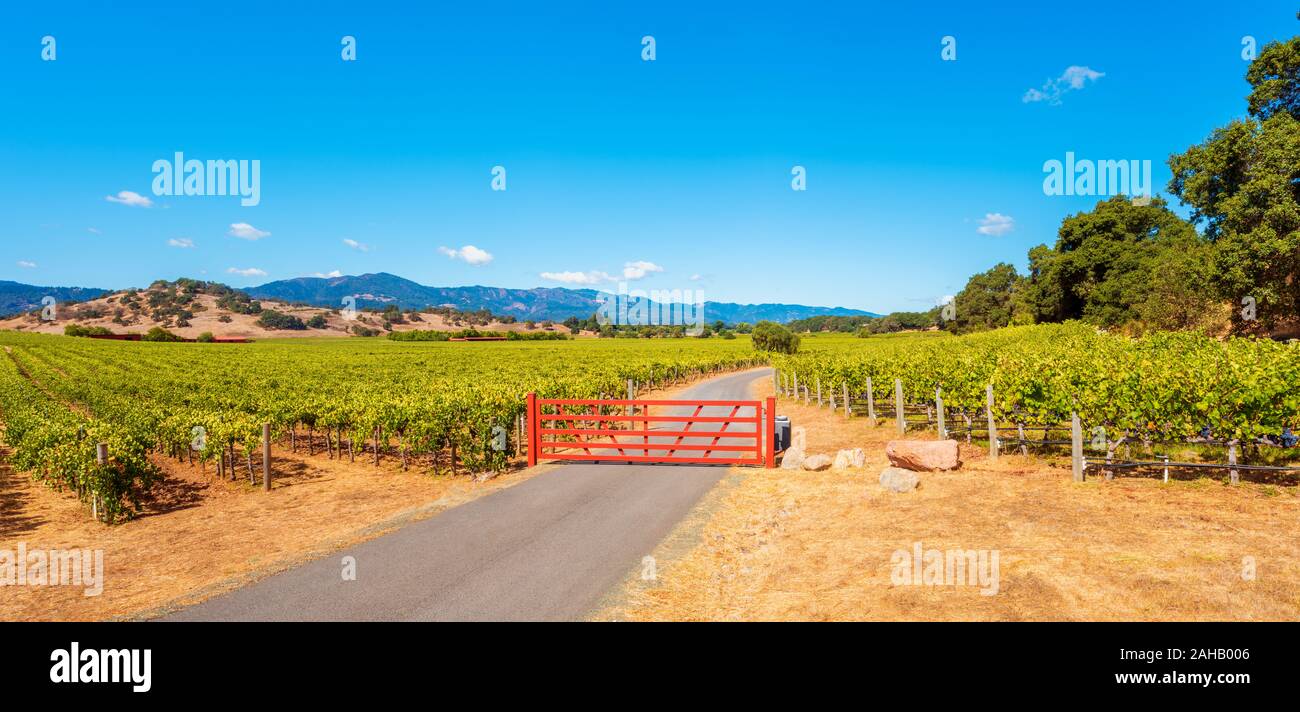 Panoramic view on Vineyards in Napa Valley California USA Stock Photo