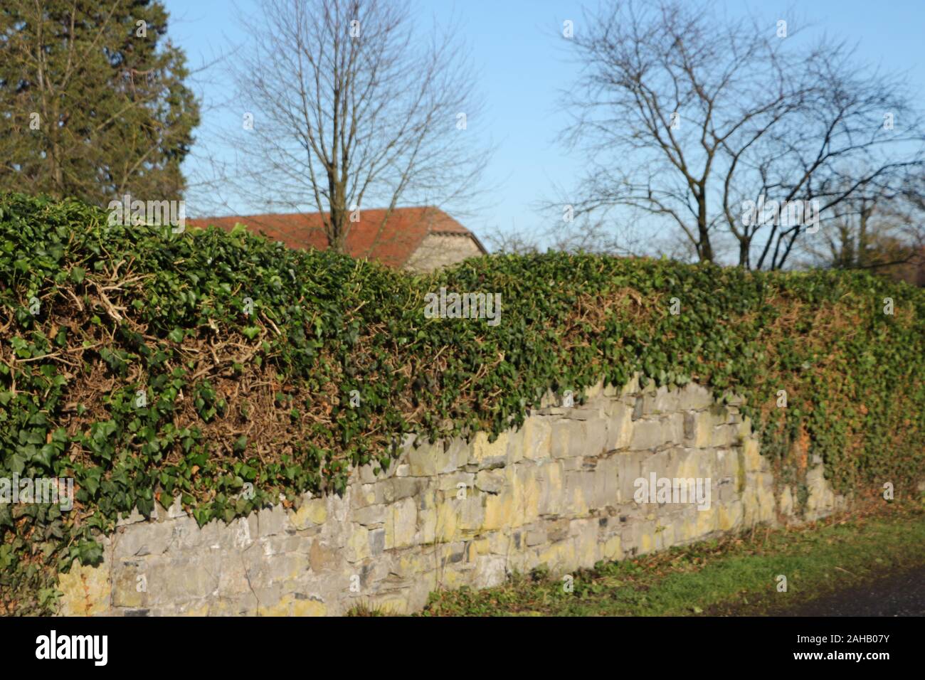 Blick auf die mit Efeu bewachsene Klostermauer von Kloster Oelinghausen im Sauerland Stock Photo