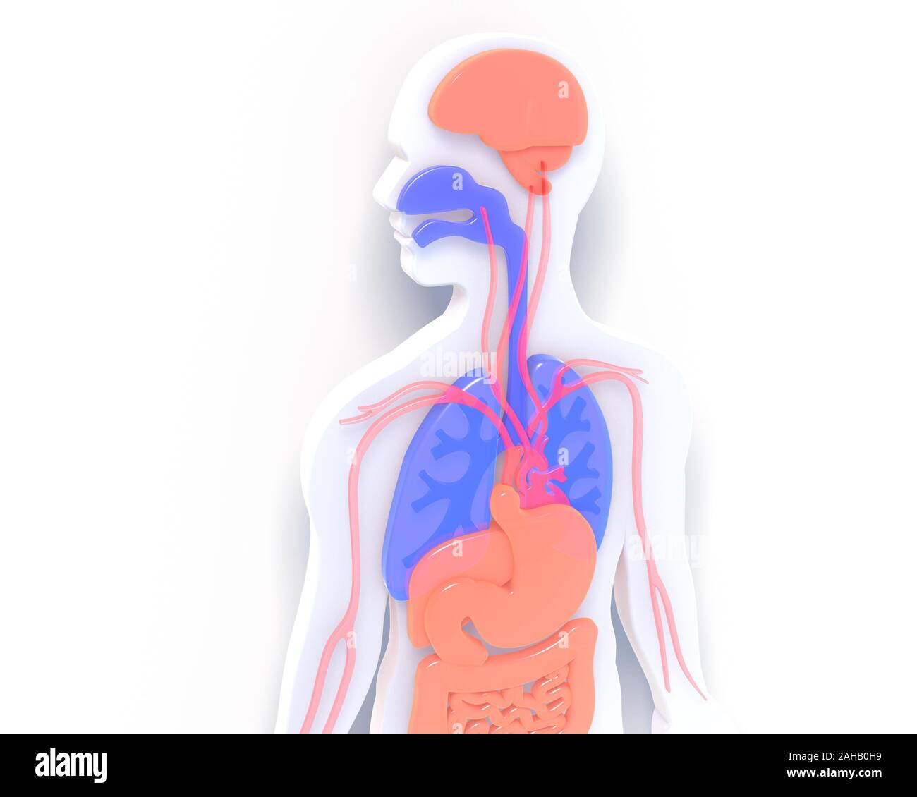 Flat 3D illustration of white human body showing internal organs Stock ...