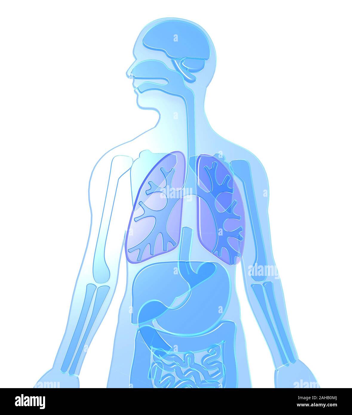 3D illustration human anatomy made of transparent plastic of blue color, highlighted lungs, brain, kidneys, stomach, bones, liver, large intestine. Stock Photo