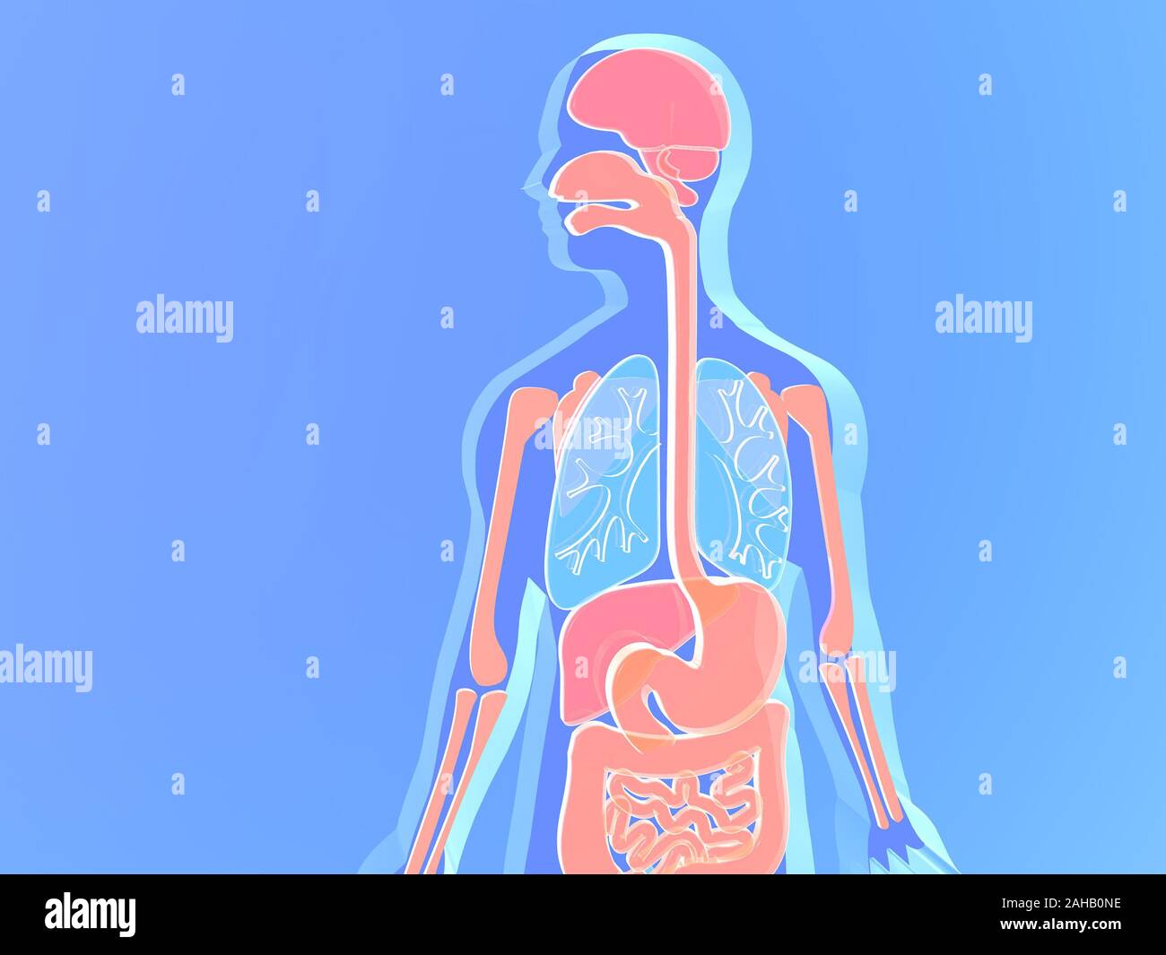 3D illustration of human anatomy made of bluish and pink-red glass. Brain, digestive system, lungs. Gradient bright blue background Stock Photo