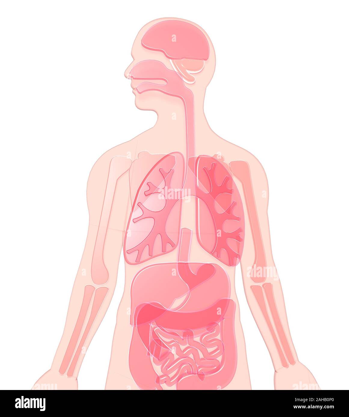 3D illustration human anatomy made of pink-red semitransparent plastic, lungs, brain, kidneys, stomach, bones. Stock Photo