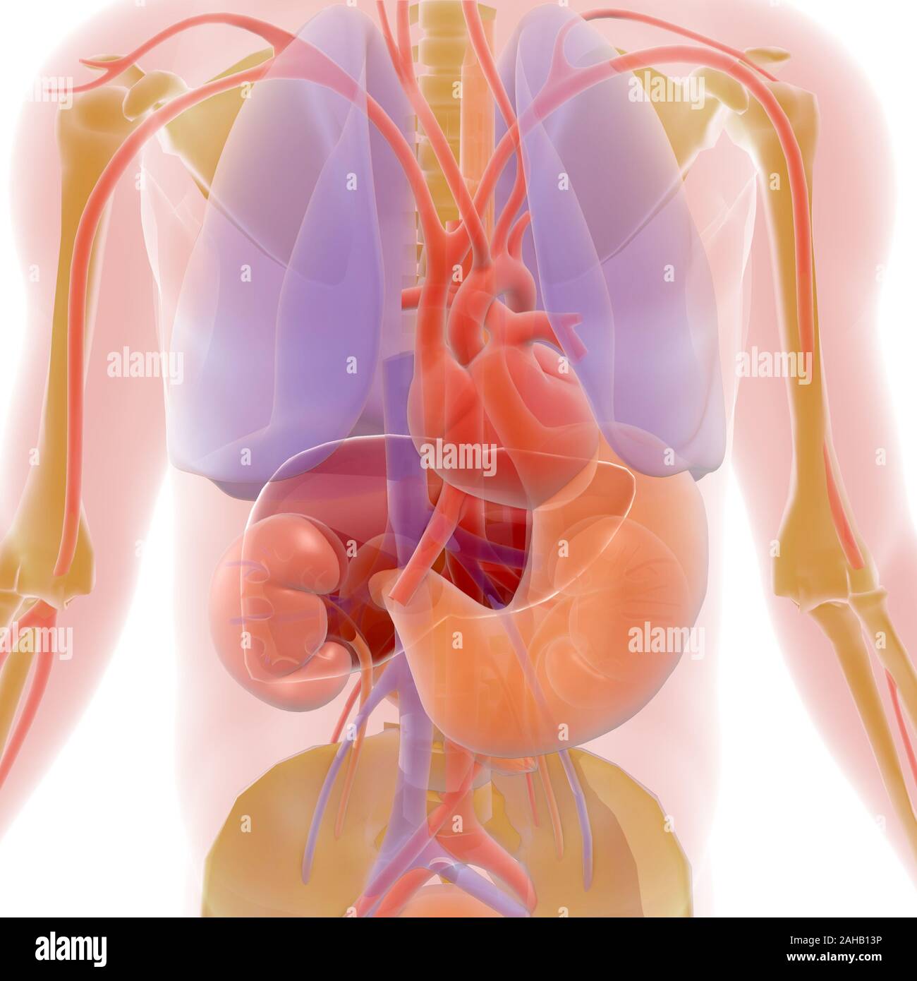 Transparent 3D illustration of human body interior showing organs, with natural colors. Stock Photo