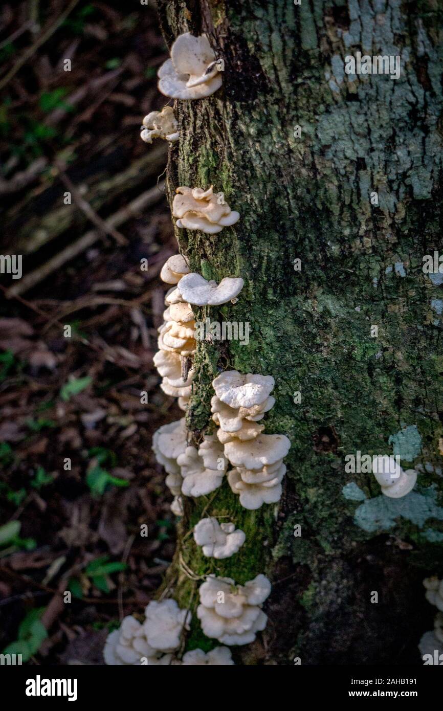 White polyporaceae mushrooms, known as shelf or bracket fungus, on a tree trunk in the Esteros del Ibera near Colonia Carlos Pellegrini in the Corrientes province of northern Argentina Stock Photo