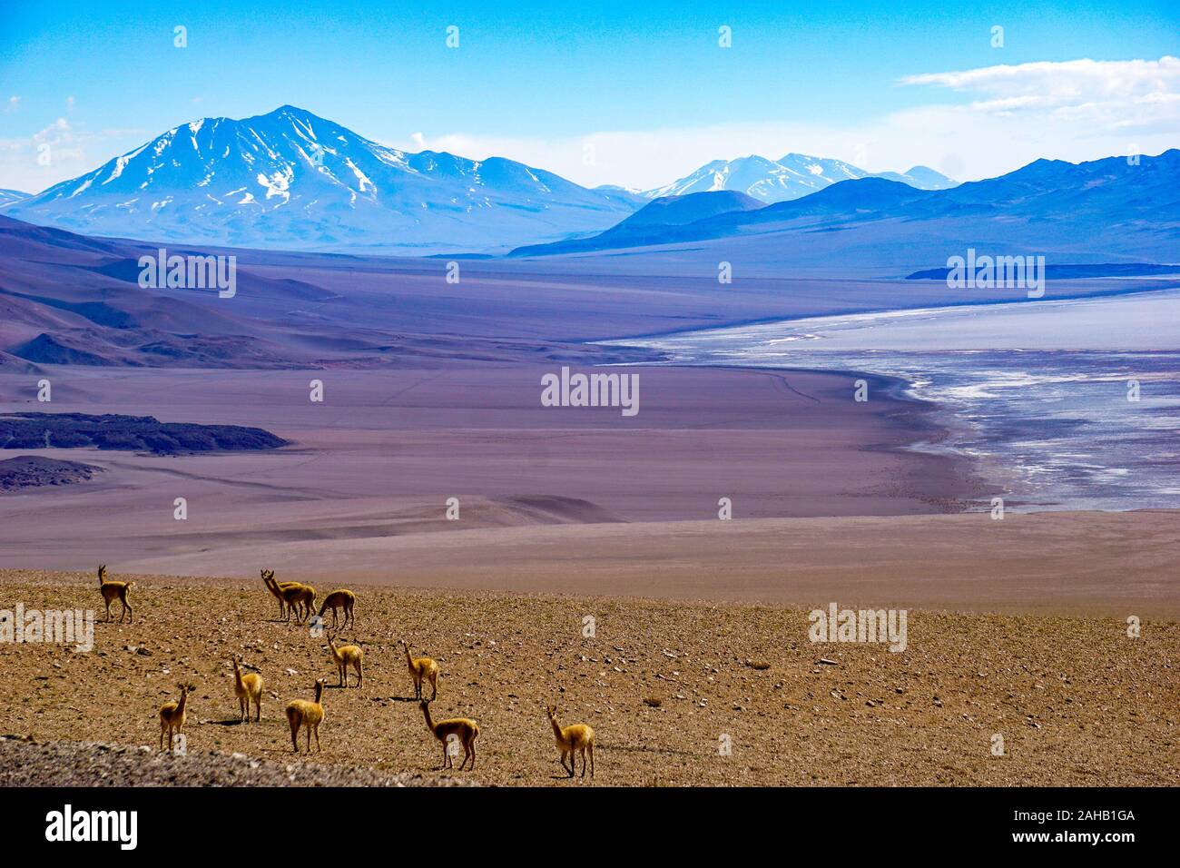A herd of vicunas stands in front of a the Salar de Arizaro salt lake flats, backed by a snow-capped volcano near Tolar Grande in the high altitude altiplano puna desert near Salta in Argentina Stock Photo