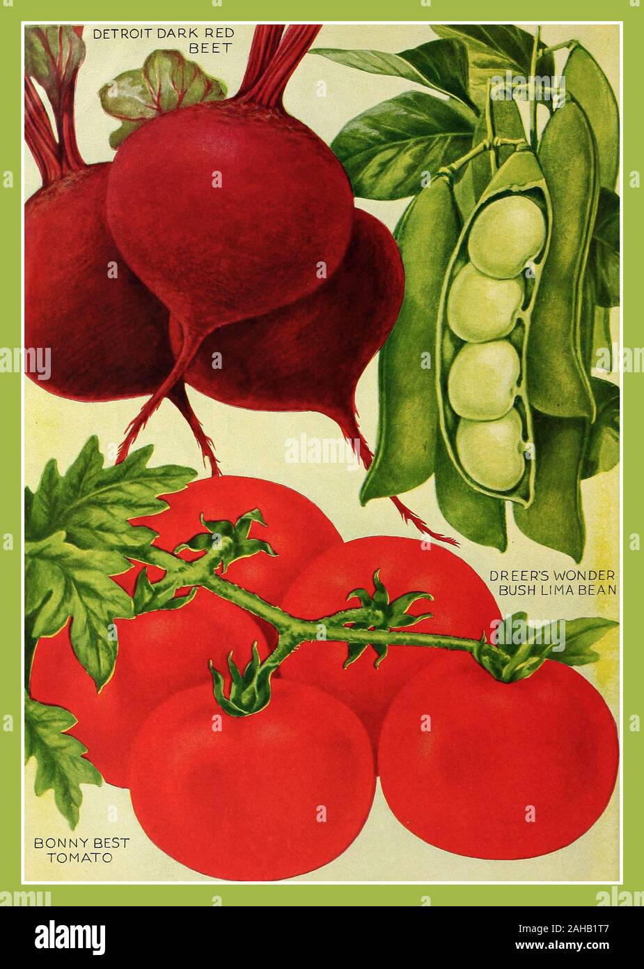 1920 S Vintage Food Advertising Page Poster Vegetable Seed Catalog Illustrations Including Beets Tomato Bush Lima Bean 1921 Henry A Dreer Usa Colour Lithograph Stock Photo Alamy