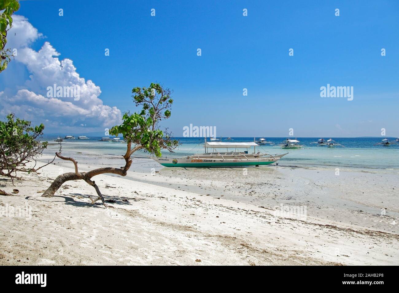 bent, soliter tree, growing on the edge of Mindanao sea, on Dumaluan beach on Panglao island, with boat in backround Stock Photo