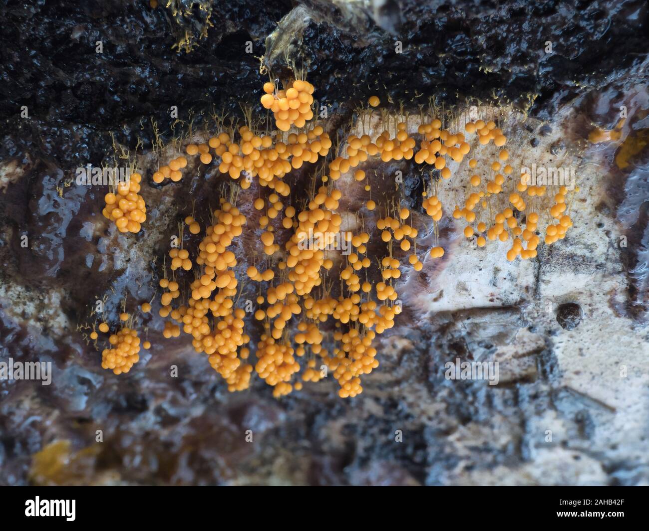 Sporangia of the slime mold (Myxogastria) Badhamia utricularis growing on Phlebia radiata fungus on a birch trunk in Görvälns naturreservat, Järfälla Stock Photo