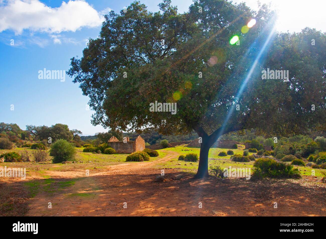 Brown dirt field, big olive tree, stone ruined house. Blue sky with white clouds. Seville, Spain Stock Photo