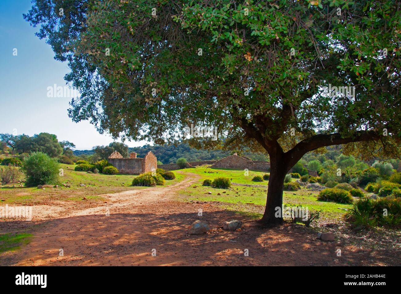 Big green olive tree giving big shadow. Wide dirt field, old ruined house. Sunny autumn day, Seville, Spain Stock Photo