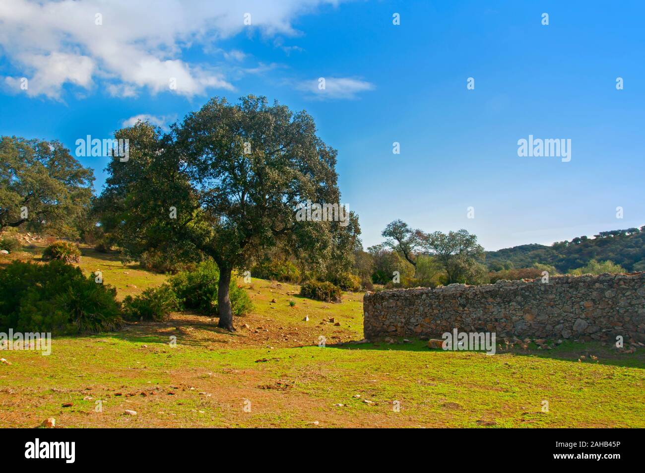 Ancient stone wall on the green dirt field, big gren trees and bushes, blue clear sky. Sunny day in Seville, Spain Stock Photo