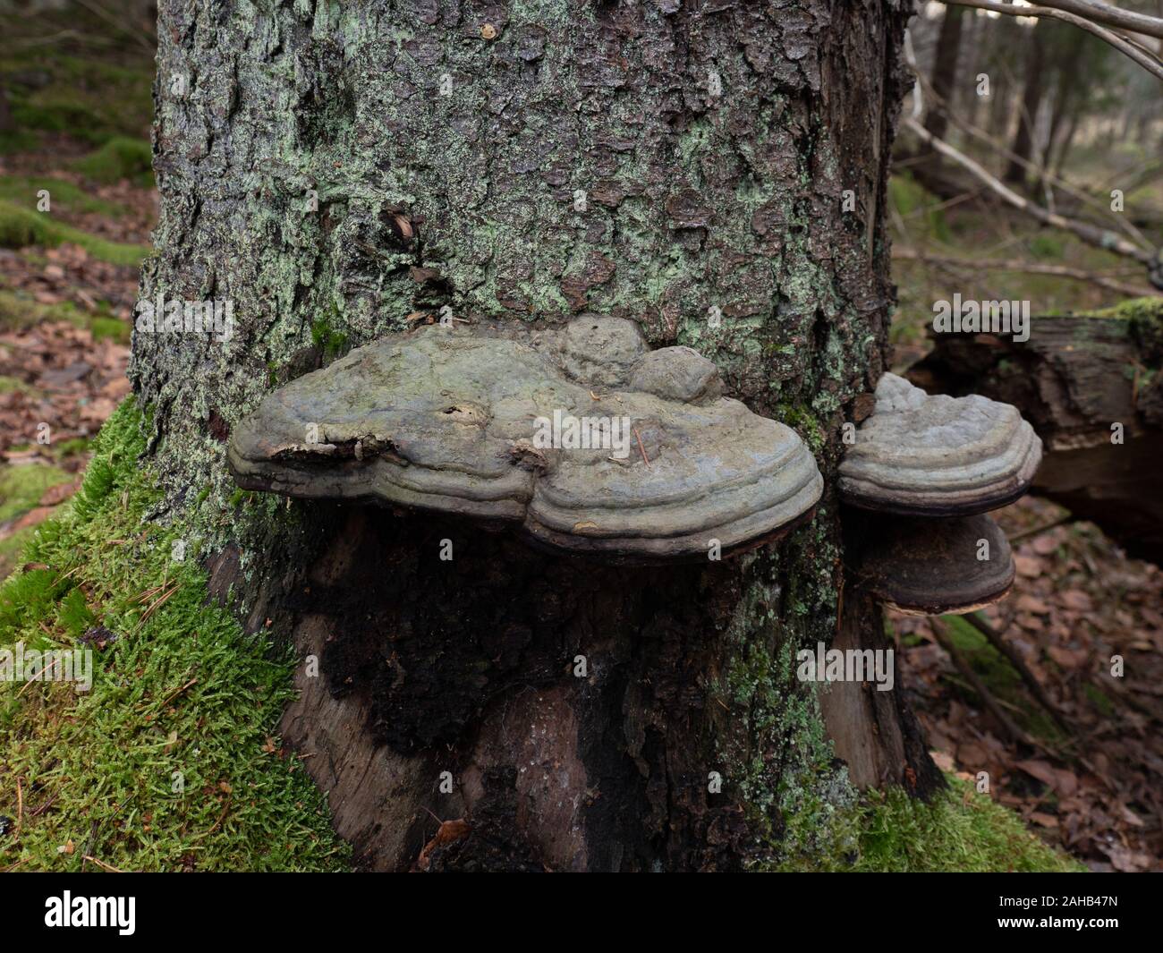 Stem decay fungus  Red belt conk (Fomitopsis pinicola) in Görvälns naturreservat in Järfälla, Sweden Stock Photo