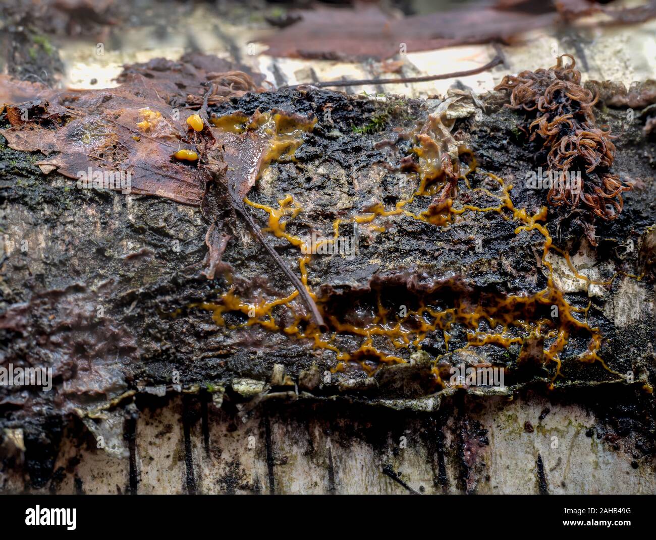 Plasmodium of the slime mold (Myxogastria) Badhamia utricularis growing on Phlebia radiata fungus on a birch trunk in Görvälns naturreservat, Järfälla Stock Photo