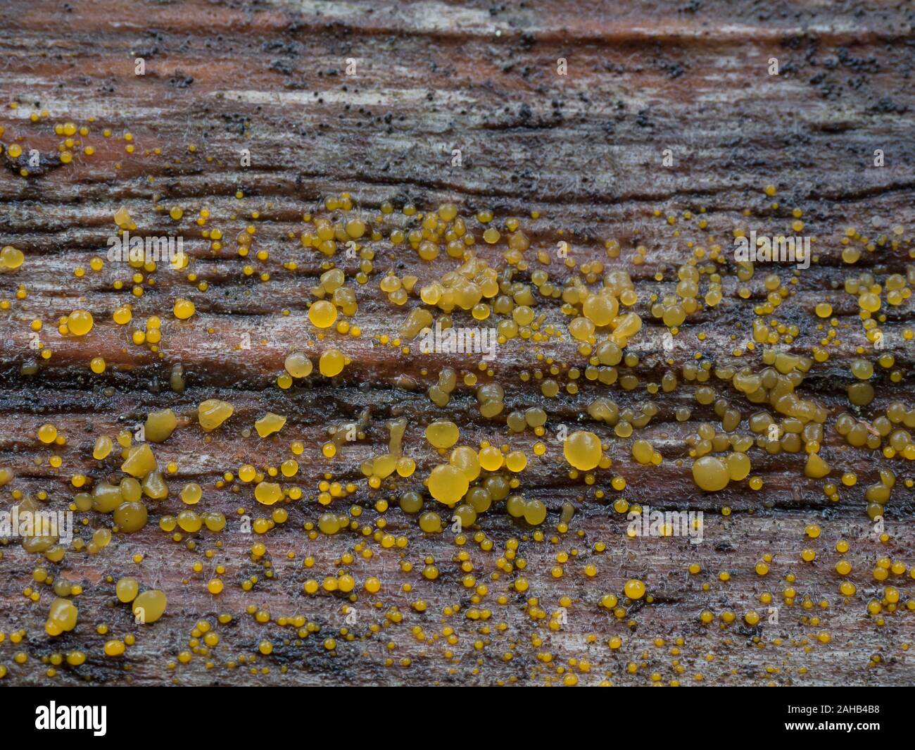 Dacrymyces stillatus, Common Jellyspot fungus, growing in Görvälns naturreservat, Sweden. Stock Photo