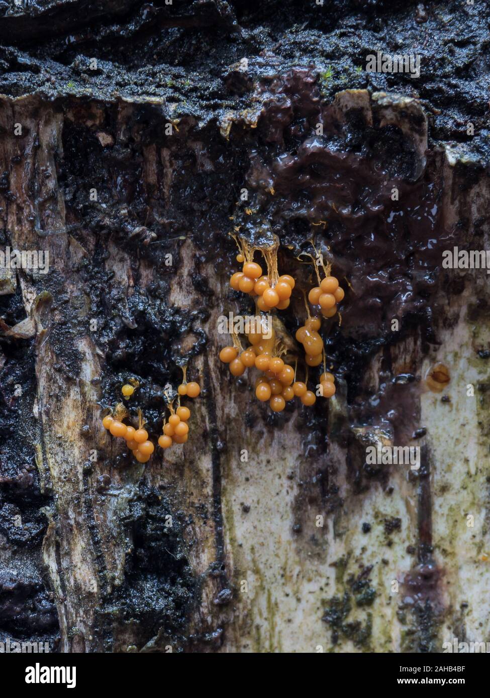 Sporangia of the slime mold (Myxogastria) Badhamia utricularis growing on Phlebia radiata fungus on a birch trunk in Görvälns naturreservat, Järfälla Stock Photo