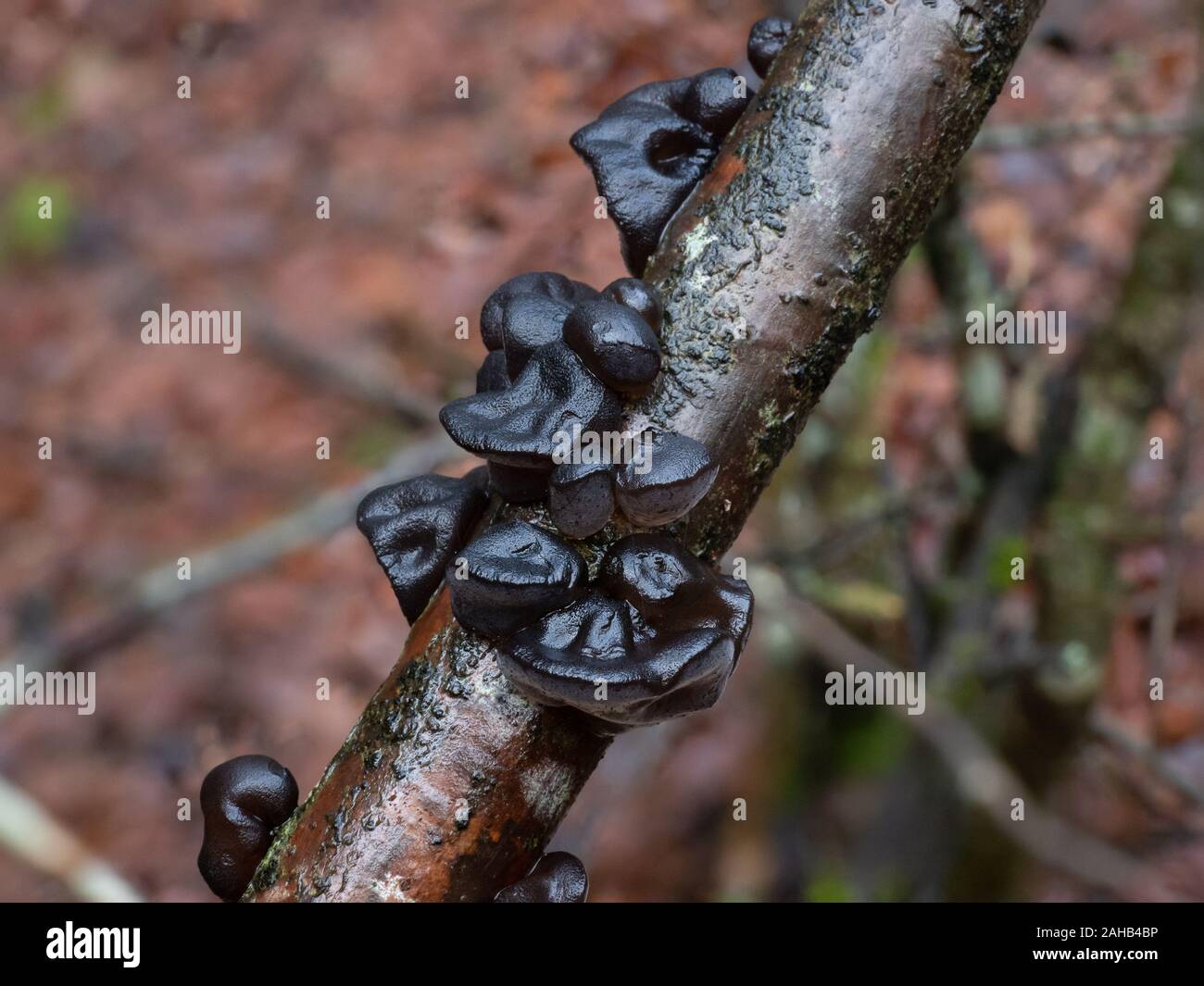 Exidia glandulosa (common names black witches' butter, black jelly roll, or warty jelly fungus) growing in Görvälns naturreservat, Järfälla, Sweden Stock Photo