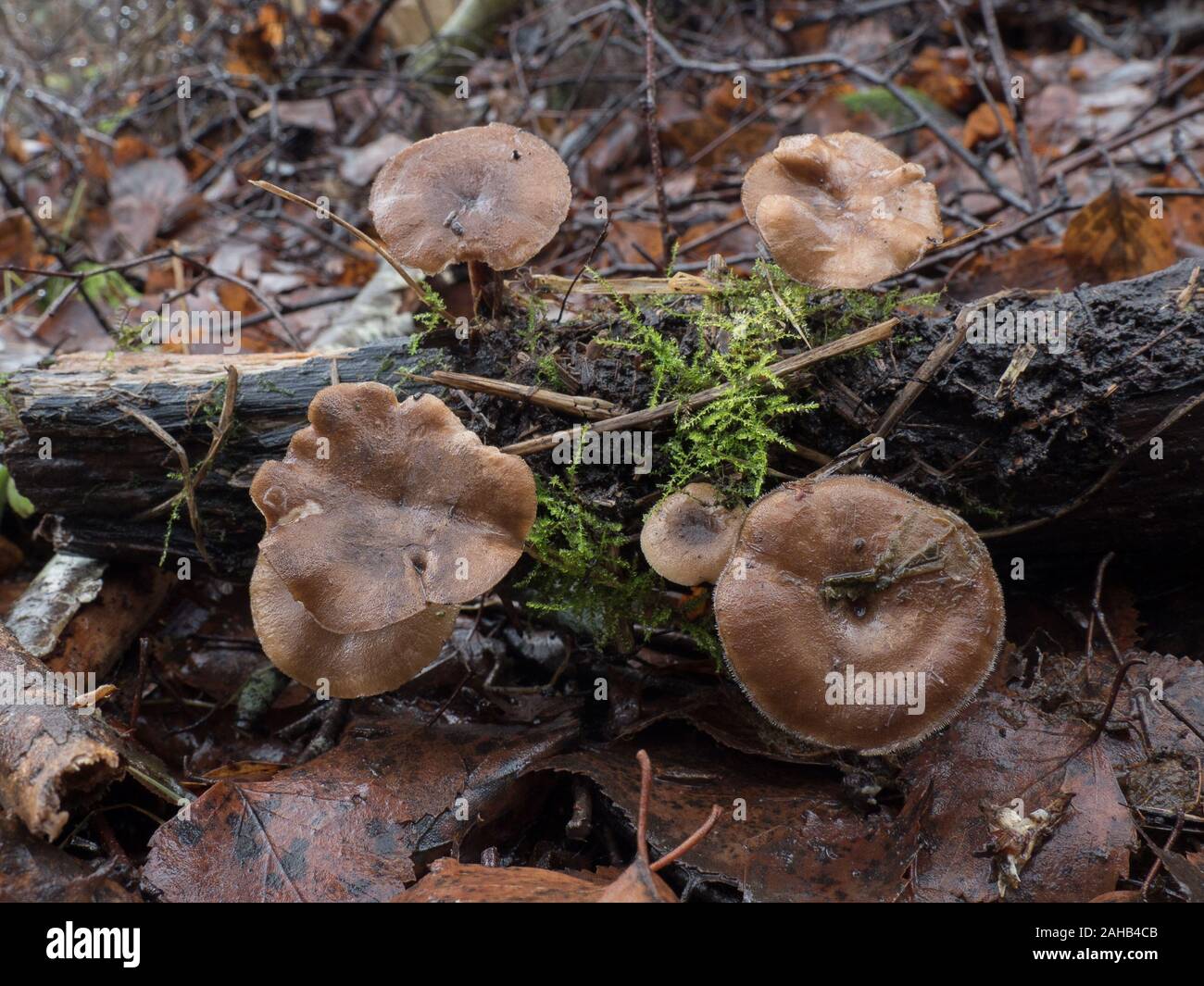 Polyporus brumalis (Lentinus brumalis), Winter Polypore fungus, growing in Görvälns naturreservat, Sweden. Stock Photo