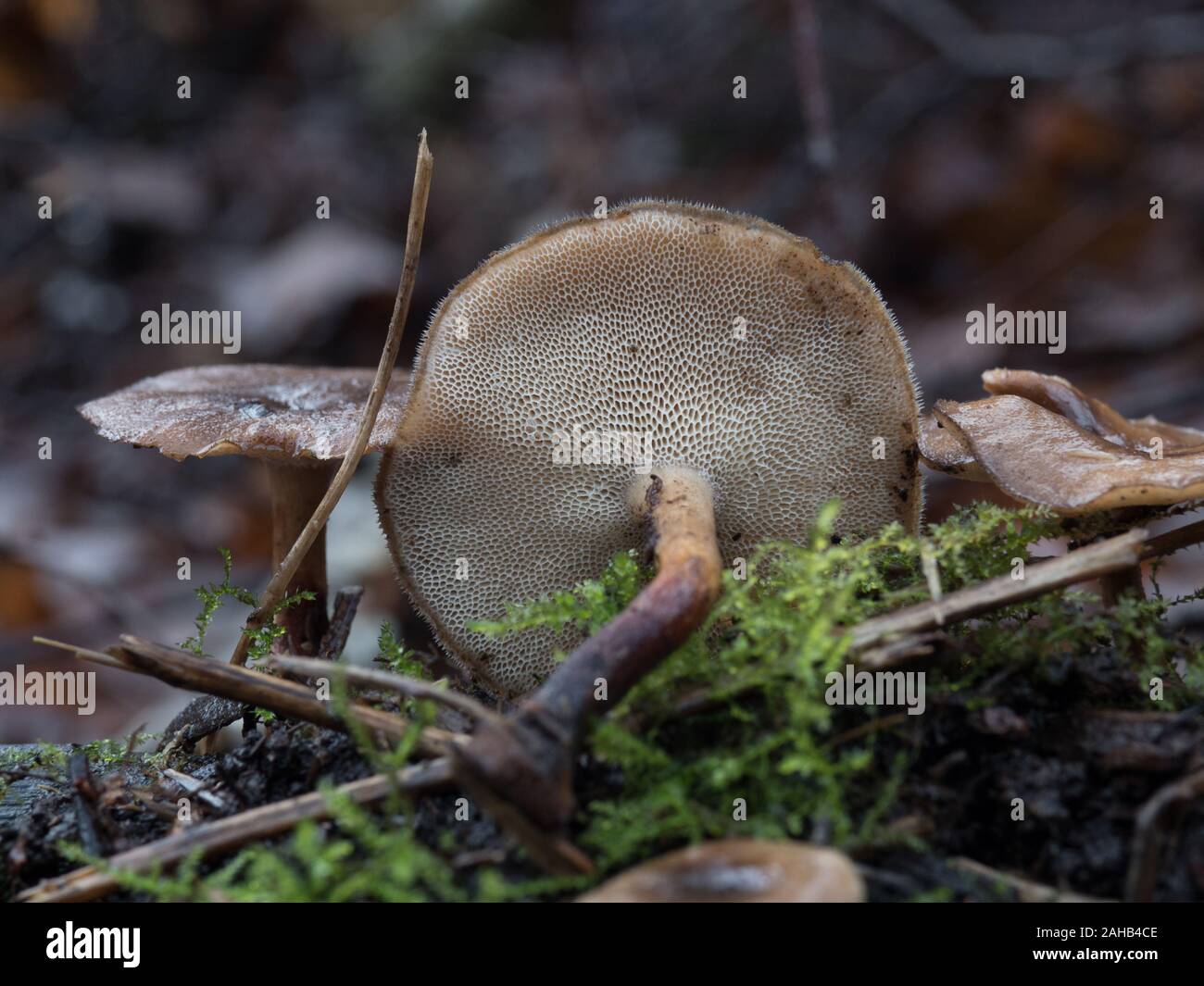 Polyporus brumalis (Lentinus brumalis), Winter Polypore fungus, growing in Görvälns naturreservat, Sweden. Stock Photo