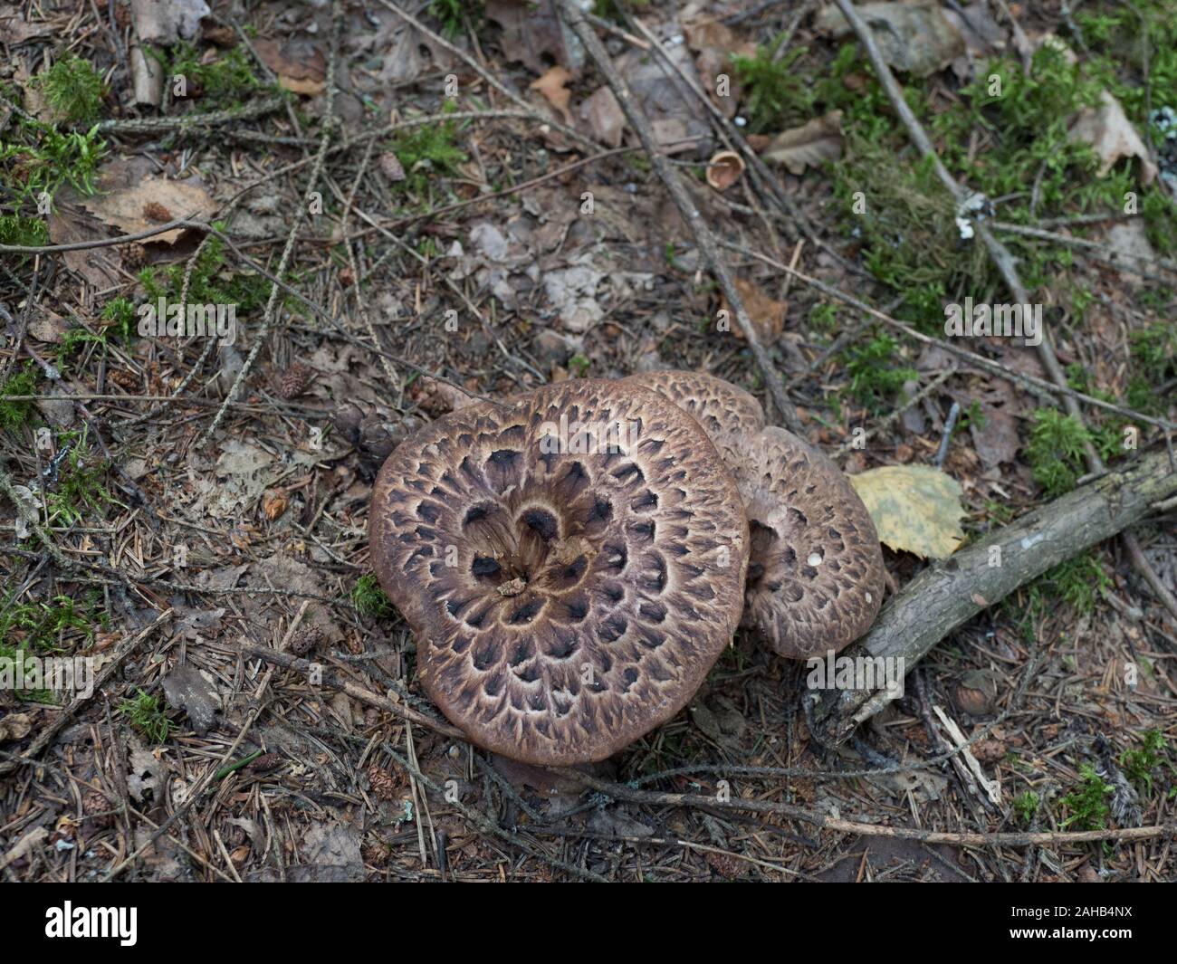 Sarcodon imbricatus, commonly known as the shingled hedgehog or scaly hedgehog,  growing in Görvälns naturreservat, Sweden. Stock Photo